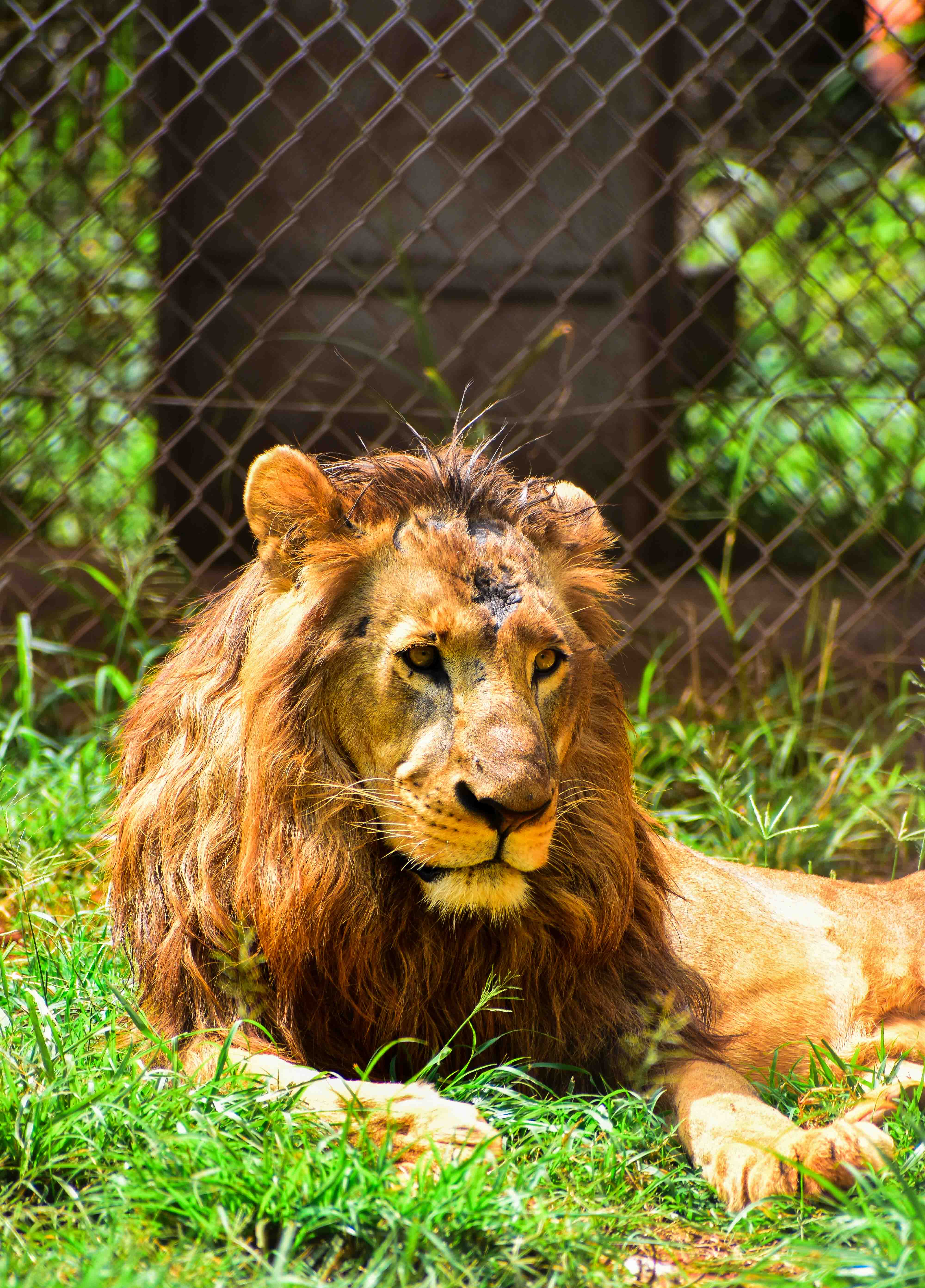 Bird of prey in flight against blue sky